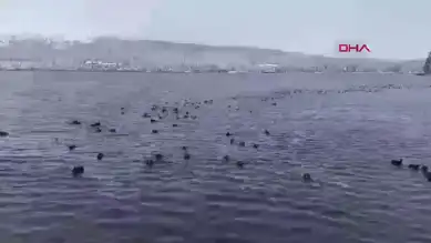 Kış Masalı: Karlı Abant Gölü