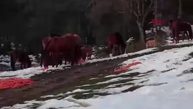 Yılkı Atları İçin Kış Yardımı: Belediye Ekiplerinden Destek