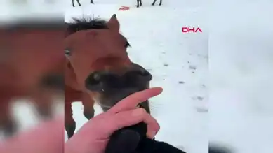 Bolu'da Yılkı Atları Kar Kışında Havuçla Beslendi