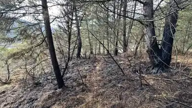 Bolu Göynük'te Orman Yangını Sönmüştür