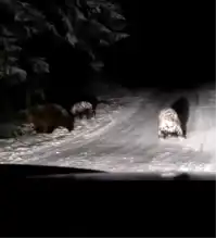 Bolu'da Ayılar Karın Keyfini Çıkarıyor!