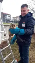 Bolu'da Sıkışan Baykuş Kurtarıldı!