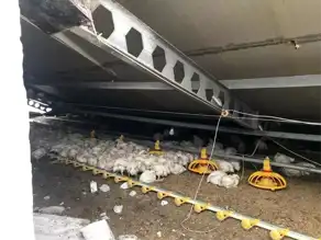Yoğun Kar, Bolu'da Tavuk Kümesini Yıkttı