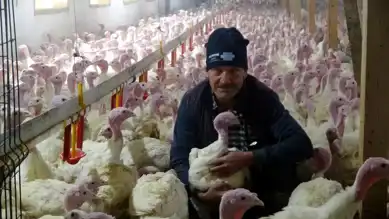 Bolu'da 150 Bin Yılbaşı Hindisi