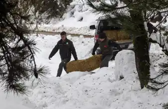 Kışın Yiyecek Bulamayan Yılkı Atlarına Destek