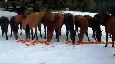 Yılkı Atlarına Havuç Yardımı!