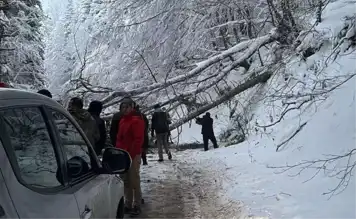 Doğa Parkı Yolunda Ağaç Devrildi, Trafik Kısaca Durdu