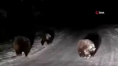 Bolu'da Kış Uykusu Yok: Ayılar Karın Keyfini Çıkarıyor!