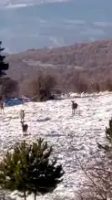 Karaca Sürüsü, Seben'de Karla Kaplı Ormana İndi!