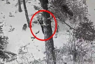 Kış Uykusu Uyumayan Ayı ve Yavrusu Görüntülendi!