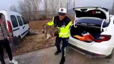 Jandarma Yaralı Akbabayı Kurtardı
