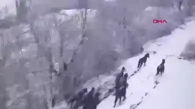 Yılkı Atları Kışın Beyaz Dansı