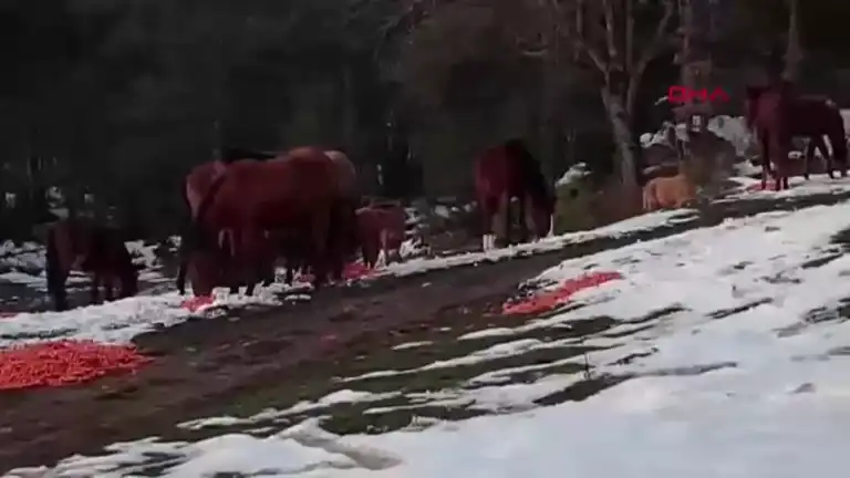 Yılkı Atları İçin Kış Yardımı: Belediye Ekiplerinden Destek