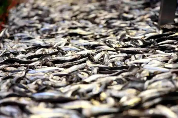 Bolu'da Hamsi Fiyatları Düştü: Kilogramı 150 TL!