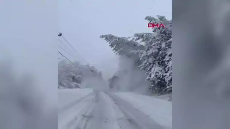 Kar Yağışı Yola Devrilen Ağacı Getirdi: Bolu Yolu Kapandı!