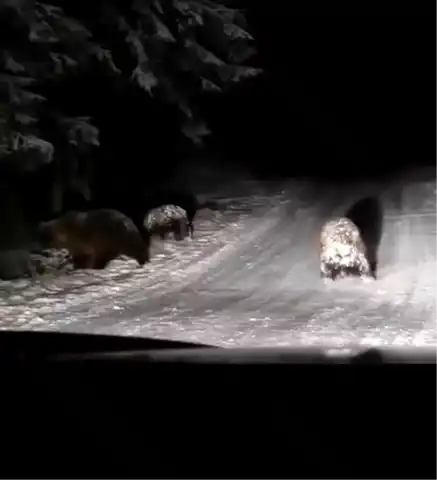 Bolu'da Ayılar Karın Keyfini Çıkarıyor!