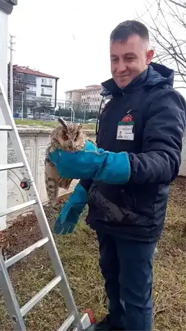 Bolu'da Sıkışan Baykuş Kurtarıldı!