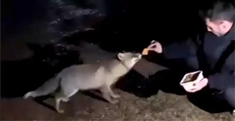 Bolu'da Tilkiye Börek İkramı: Sıra Dışı Bir Buluşma