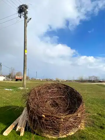 Bolu'da Yaban Hayvanları Kurtarıldı!