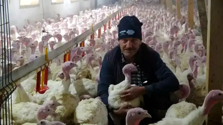 Bolu'da 150 Bin Yılbaşı Hindisi