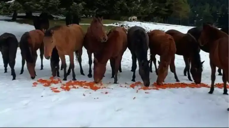 Yılkı Atlarına Havuç Yardımı!