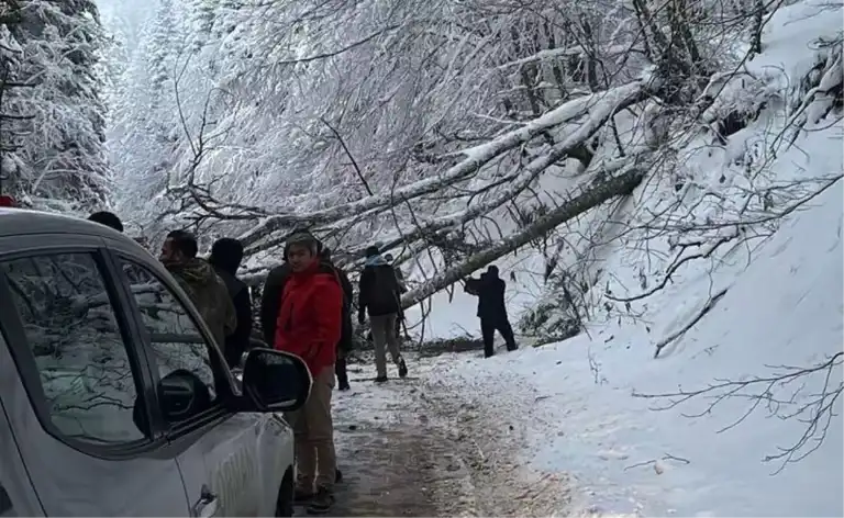 Doğa Parkı Yolunda Ağaç Devrildi, Trafik Kısaca Durdu