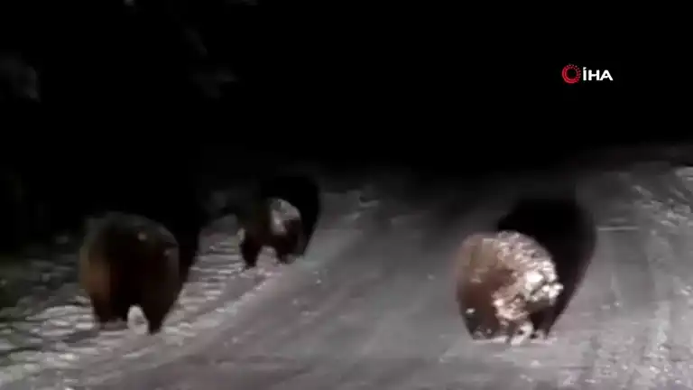 Bolu'da Kış Uykusu Yok: Ayılar Karın Keyfini Çıkarıyor!