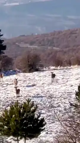 Karaca Sürüsü, Seben'de Karla Kaplı Ormana İndi!