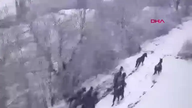 Yılkı Atları Kışın Beyaz Dansı